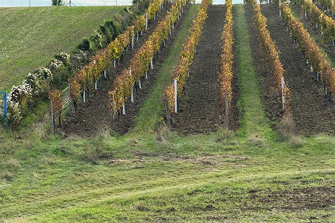 Podzimní zelené hnojení: Ředkev, vikev a žito