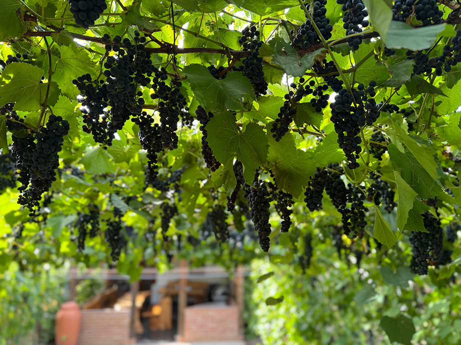 Vinařství MiQueen 5